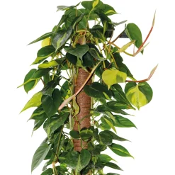 Bastone muschiato 80 cm Ø 50 mm