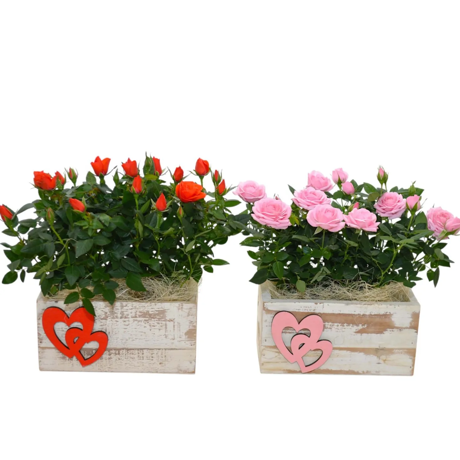 Composizione Rosa Primavera in vaso Bis 22x12 cm