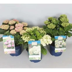Hydrangea Magical® Four Seasons® Vaso 20 cm