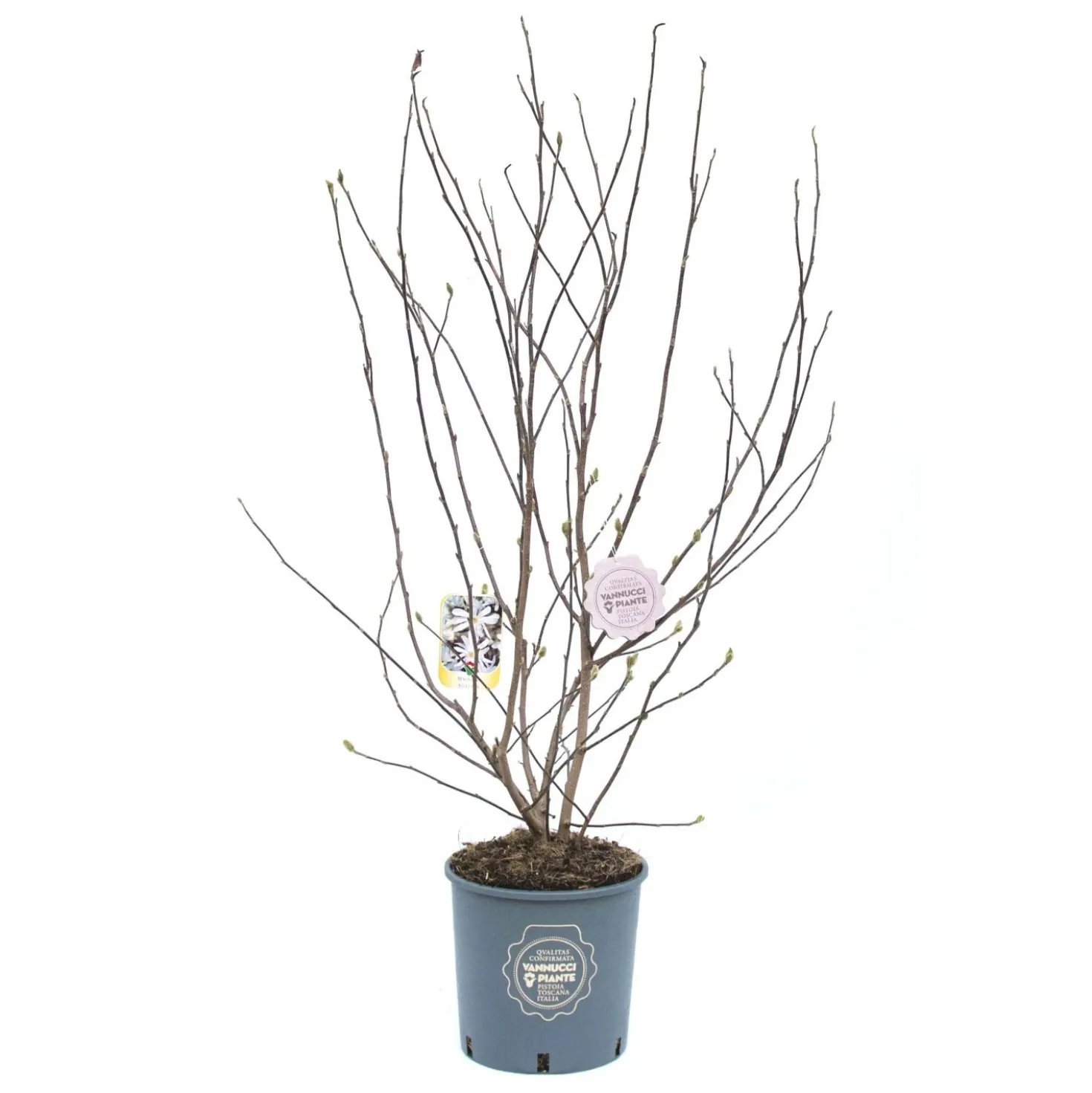 Magnolia stellata