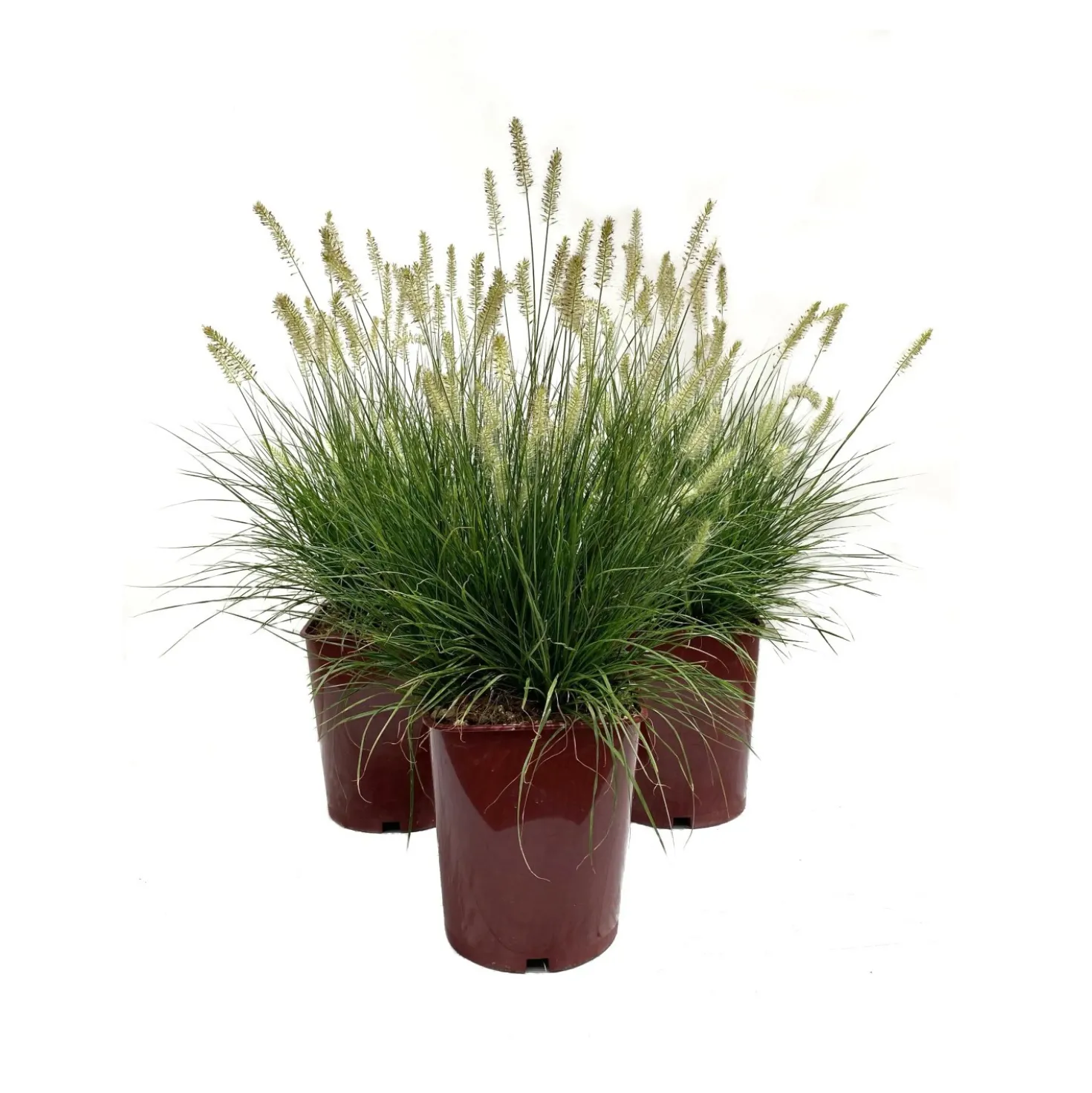 Pennisetum in varietà LV 11