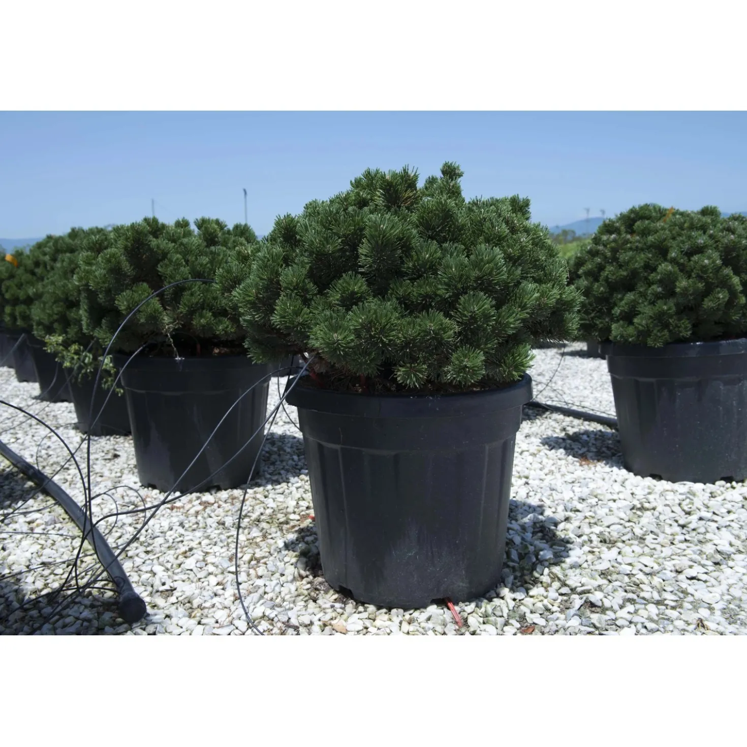 Pinus mugo `Sherwood Compact`