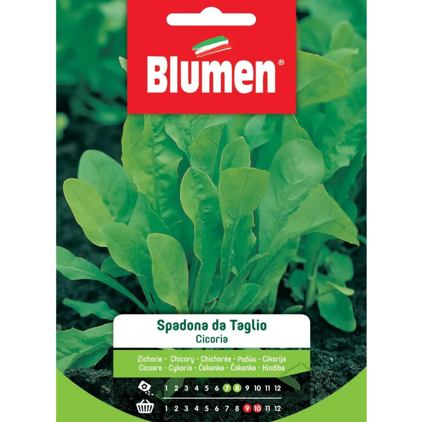 Semi Blumen Cicoria Spadona da taglio